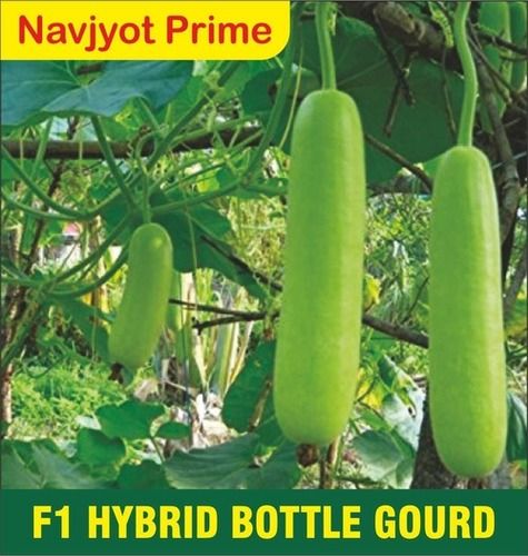 Navjyot Prime F1 Hybrid Bottle Gourd Seed