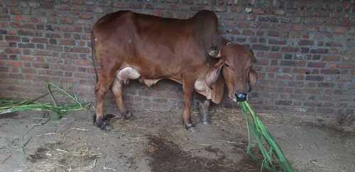 Desi Cow For Milk Farming