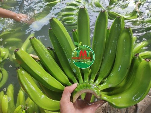 Farm Fresh Cavendish Banana