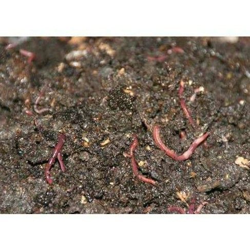 Vermicompost - Organic Black Vermicompost Blend