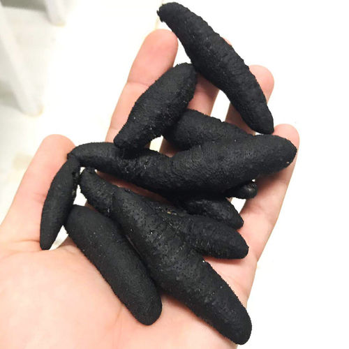 Dried Holothuria Polii Turkish Sea Cucumber 