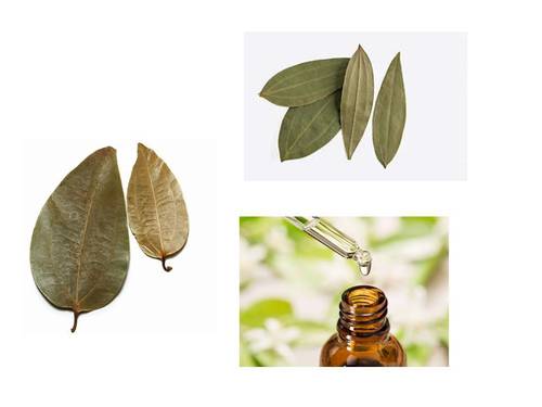 Natural Cinnamon Leaf Oil