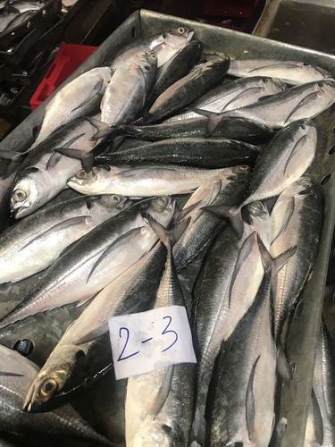 Frozen Hard Tail Scad By Nghi Son Aquatic Product Import Export Co., LTD.
