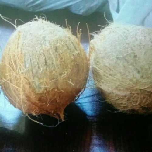  पूरी तरह से भूसे हुए ताजे नारियल 