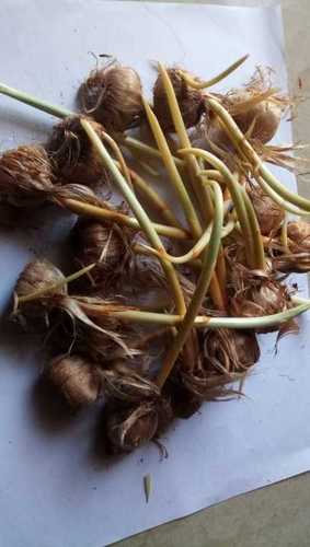 Hybrid Kashmiri Saffron Seeds