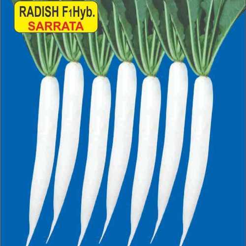 Radish F1 Hyb Sarrata Seeds