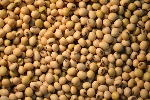 Fresh Soya Beans Seeds