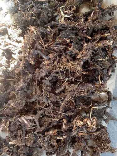 Herbal Product Quality Tested Nagarmotha Roots