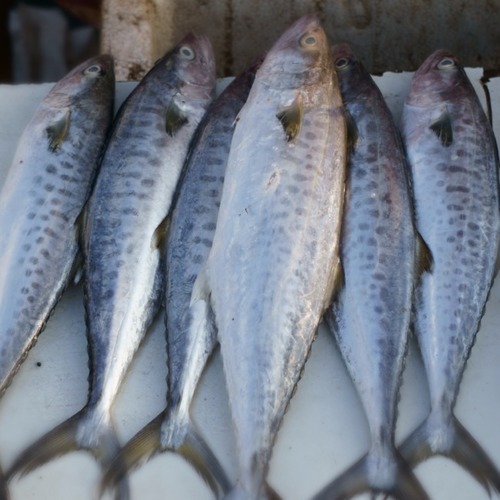 P & P Fish Factory in Kolathur,Chennai - Best Fish Importers in