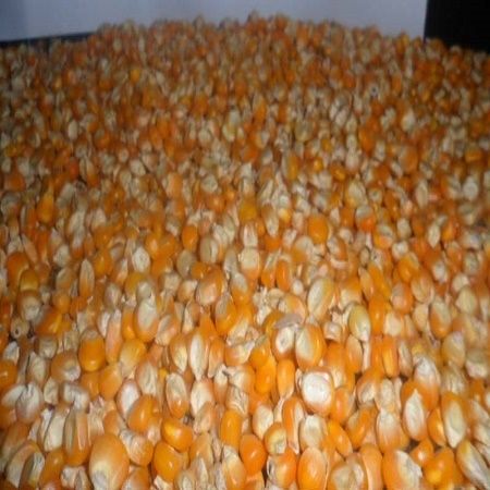 Yellow Corn, Maize for Animal Feed