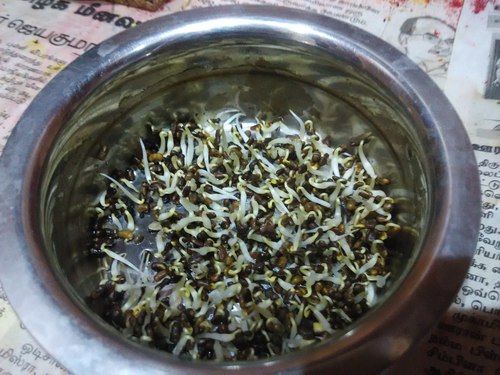 Agriculture Nutritious Neeli Seeds