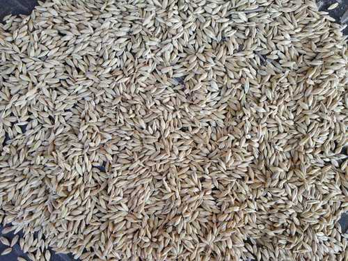Farm Fresh Barley Seed