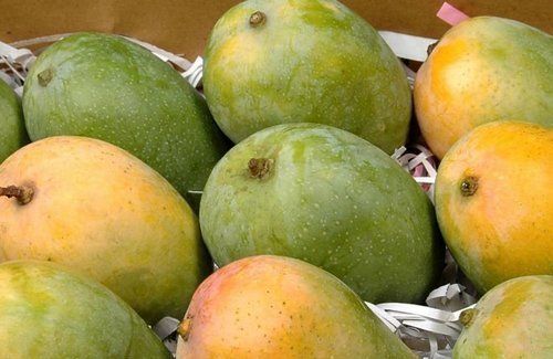 Gree With Yellow Organic Fresh Kesar Mango