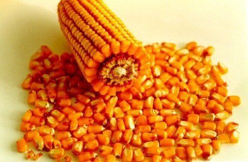 Rich In Vitamin Fresh Yellow Corn