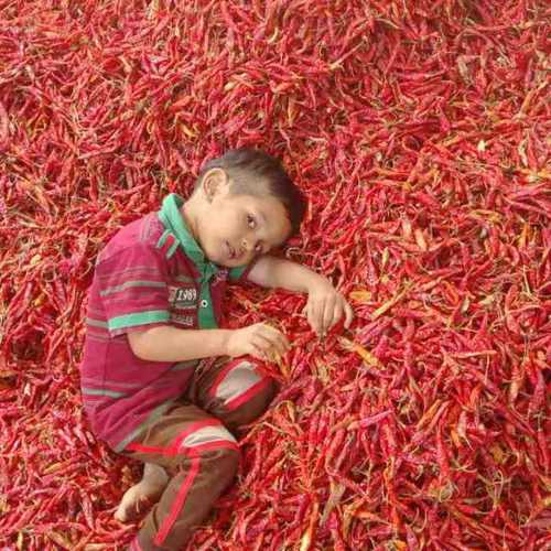 Sun Dried Red Chilli