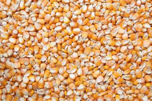 Yellow Cattle Feed Maize