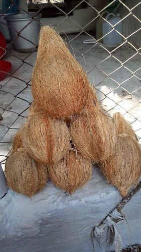  शुद्ध अर्ध भूसी वाले नारियल