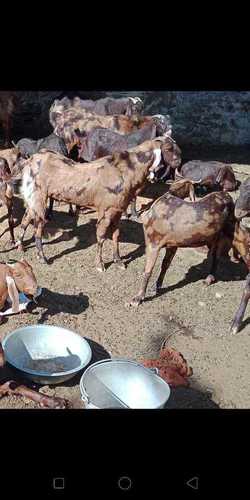 All Breed Goat For Mutton Purpose