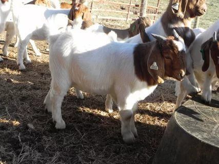 Boer Goats