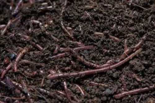 Vermicompost Fertilizer - Organic Material, Black Color | Effective Plant Growth Booster and Natural Pesticide