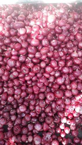 Antibiotic Properties Red Onion