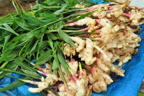 Hygienically Processed Fresh Ginger