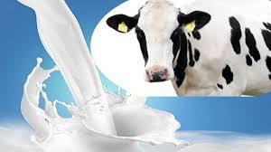 Natural And Fresh Cow Milk