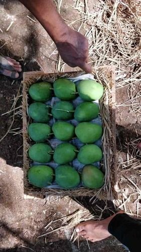 Vary Ratnagiri And Devgad Hapus Mangoes