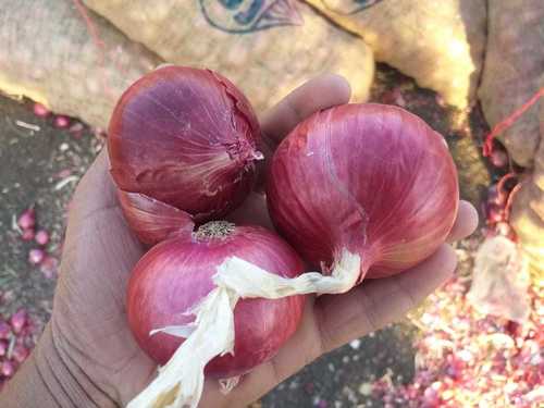 Strong Flavour Red Onion