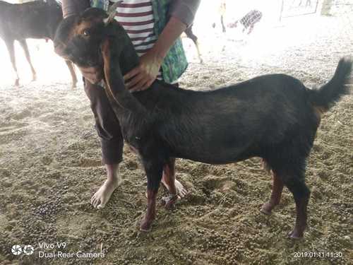 Multi Color Sirohi Goat