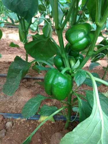 Green Fresh Capsicum Vegetable