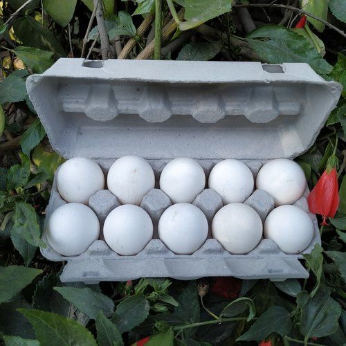 10 Egg Packing Tray