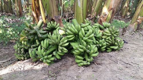 Cavendish Green Color Bananas