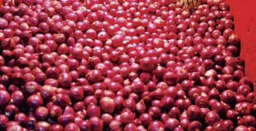 Fresh and Pure Red Onion