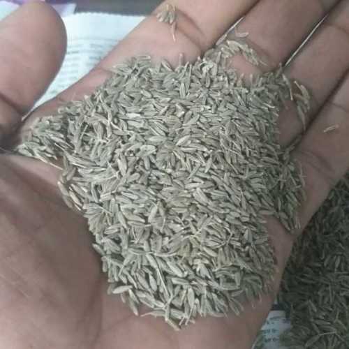 Fresh Organic Cumin Seed