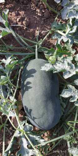 Green Healthy And Nutritious Natural Organic Watermelon