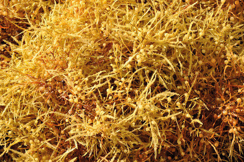 Herbal Sargassum Shelf Life: 12 Months