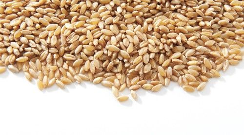 Brown Natural Indian Wheat Seed