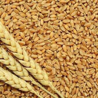Salted Organic Wheat Grains