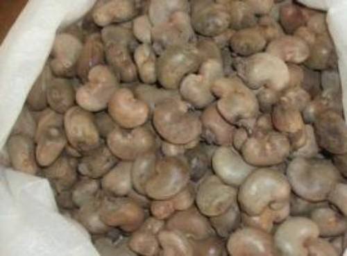 Natural And Fresh Cashew Nut