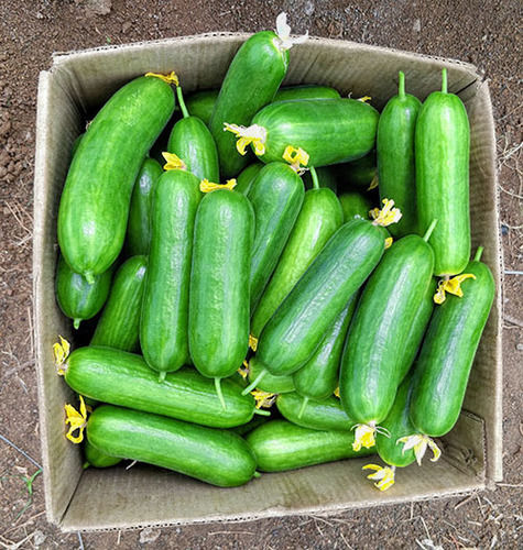 Excellent Taste Hygienic Cucumbers