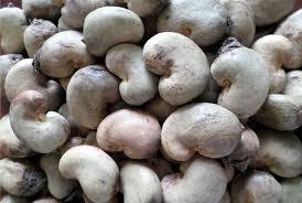 Cream Best Quality Cashew Nuts