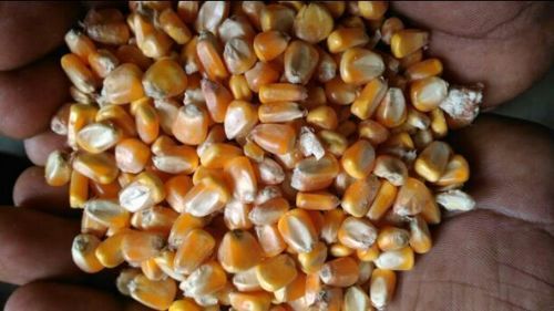 Common Fresh Yellow Maize (Dried)