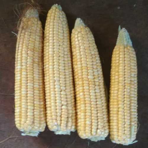 Big Size Organic Corn