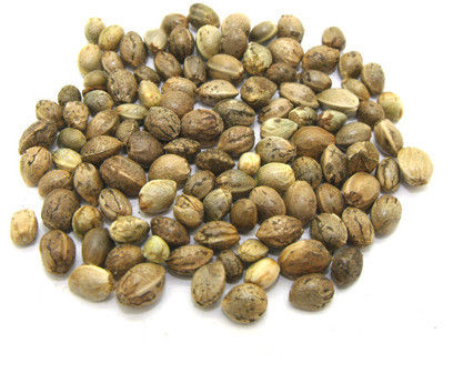 Carp Seed For Fishes