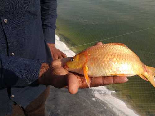 Catla And Rohu Fishes