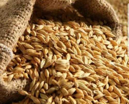 Fresh Cattle Feed Barley Efficacy: Promote Growth