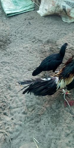 Black Indian Country Chicken