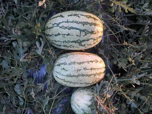 Fresh Indian Origin Water Melon