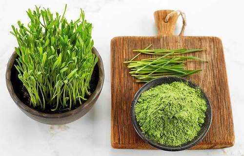 Highly Nutrients Wheat Grass Powder 
